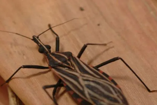 Variante genética protege indígena da Amazônia contra doença de Chagas