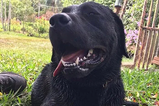 Barney, cão que ajudou em resgates de Brumadinho, morre fazendo buscas