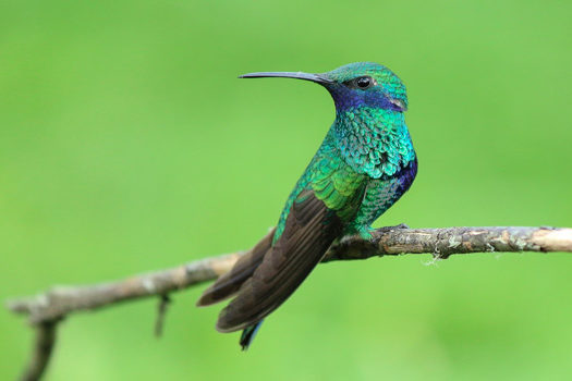 Especialista alerta para desequilíbrio com a extinção de aves