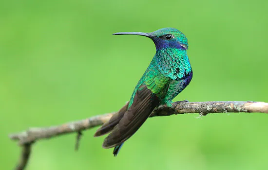 Especialista alerta para desequilíbrio com a extinção de aves