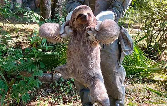 Guarda Ambiental de São Bernardo resgata bicho preguiça