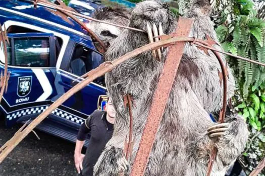 GCM de São Caetano resgata bicho-preguiça