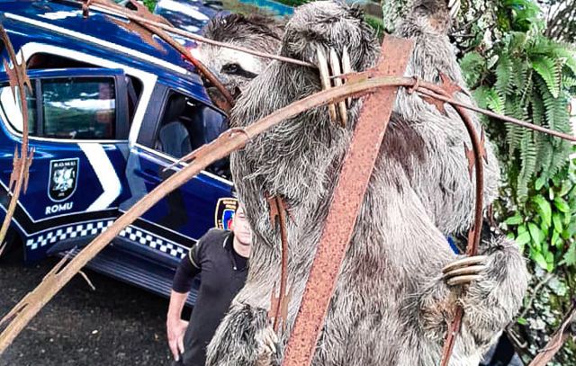 GCM de São Caetano resgata bicho-preguiça