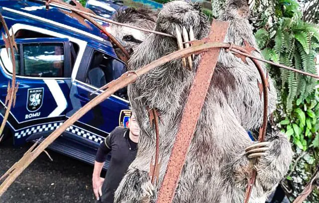 GCM de São Caetano resgata bicho-preguiça