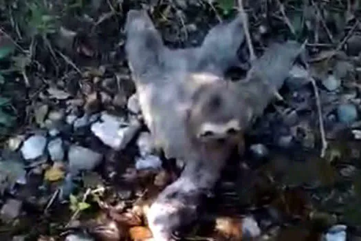 Semasa resgata bicho-preguiça durante ação de limpeza em área de preservação