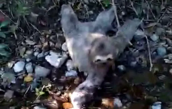 Semasa resgata bicho-preguiça durante ação de limpeza em área de preservação