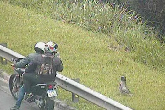 Bicho-preguiça é resgatado no Rodoanel