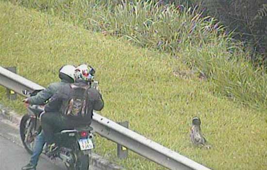 Bicho-preguiça é resgatado no Rodoanel