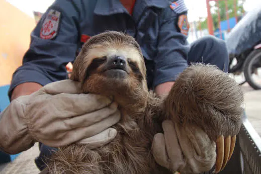 Defesa Civil de Ribeirão Pires é homenageada em celebração ao Dia do Protetor de Animais