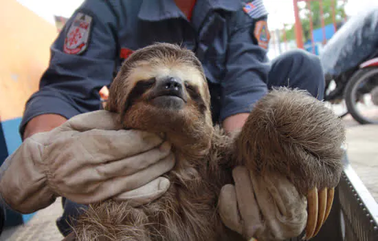 Defesa Civil de Ribeirão Pires é homenageada em celebração ao Dia do Protetor de Animais