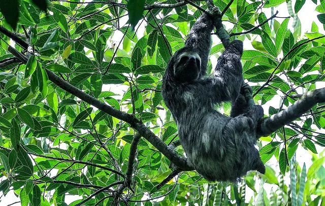 Mata Atlântica tem maior número de espécies ameaçadas