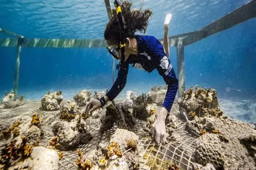 CVC assina parceria com startup Biofábrica de Corais