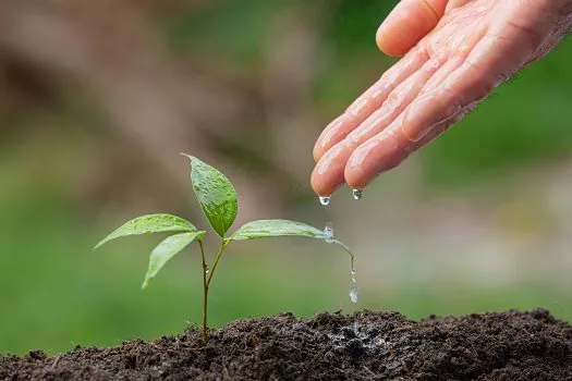 Tecnologias biológicas auxiliam plantas a atravessarem períodos de escassez de água