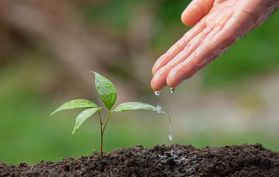 Tecnologias biológicas auxiliam plantas a atravessarem períodos de escassez de água