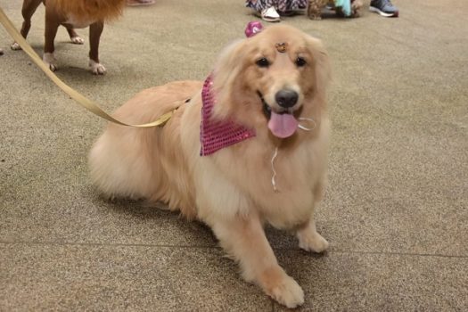 Blocão dos pets agita Parque Celso Daniel no sábado de Carnaval