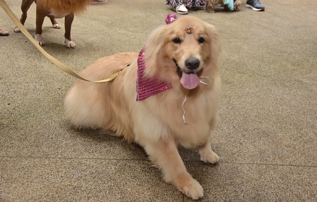 Blocão dos pets agita Parque Celso Daniel no sábado de Carnaval