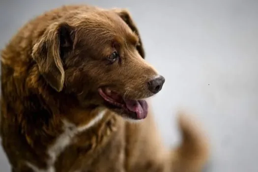 Cachorro mais velho do mundo completa 31 anos, segundo o ‘Guinness World Records’