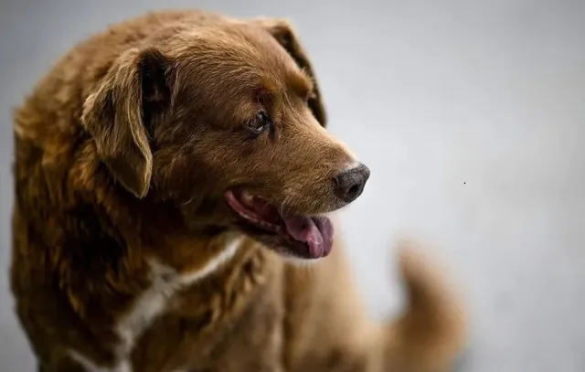 Cachorro mais velho do mundo completa 31 anos