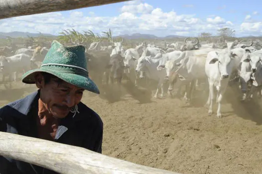 Inicia hoje (1º) a 2ª etapa da campanha de vacinação contra febre aftosa