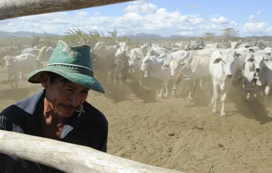 Inicia hoje (1º) a 2ª etapa da campanha de vacinação contra febre aftosa