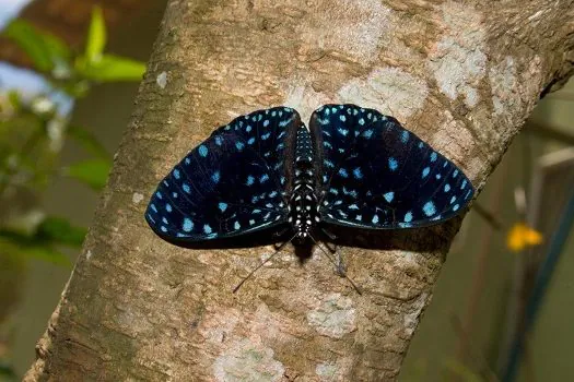 Cientistas detectam declínio de insetos terrestres no Brasil