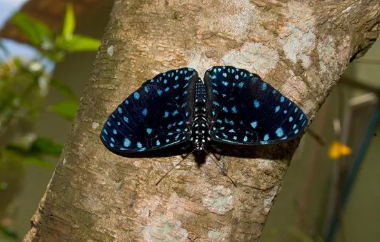 Cientistas detectam declínio de insetos terrestres no Brasil