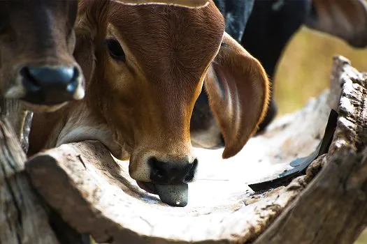 Pecuarista pode perder até R$ 366,00 por cabeça durante a estação seca