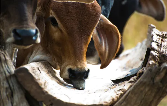 Pecuarista pode perder até R$ 366