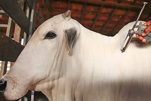 Dia do Médico Veterinário: Profissão contribui para sustentabilidade sanitária do agro paulista