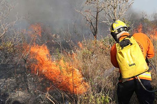 Na floresta, a luta dos brigadistas em solo