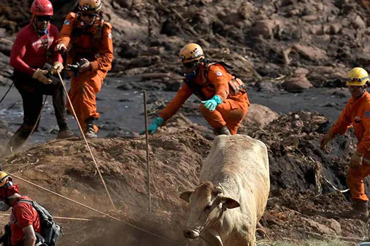 Vale deu remédio vencido para animais em Brumadinho, diz Ibama