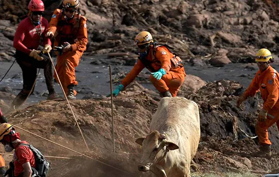 Vale deu remédio vencido para animais em Brumadinho