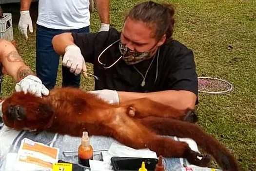 Macaco bugio ferido é resgatado e encaminhado para centro de atendimento à fauna silvestre