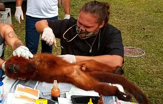 Macaco bugio ferido é resgatado e encaminhado para centro de atendimento à fauna silvestre