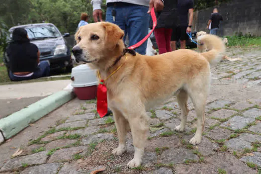 Ribeirão Pires já realizou 1900 castrações gratuitas de cães e gatos