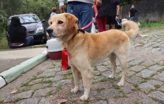 Ribeirão Pires já realizou 1900 castrações gratuitas de cães e gatos