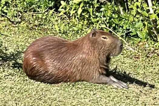 Ribeirão Pires investiga denúncia de caça ilegal de capivara