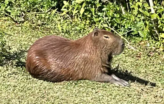 Ribeirão Pires investiga denúncia de caça ilegal de capivara