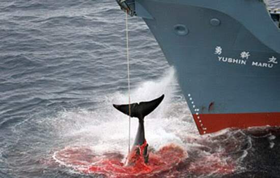 Japão retomará no próximo ano caça de baleias em seu território