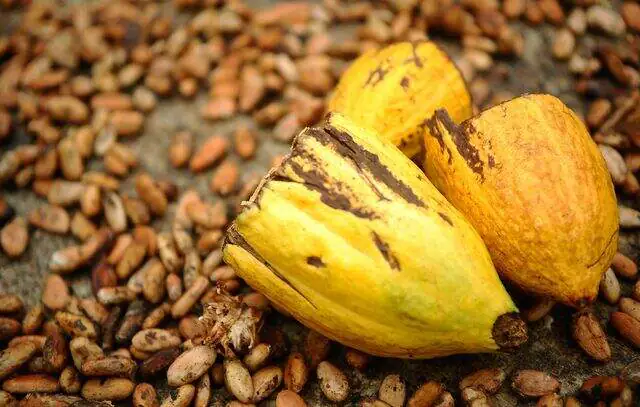 Cacau: agricultores de SP aumentam produção visando chocolate com maior valor agregado