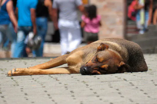 Moradores de bairros de SP buscam lar para animais abandonados