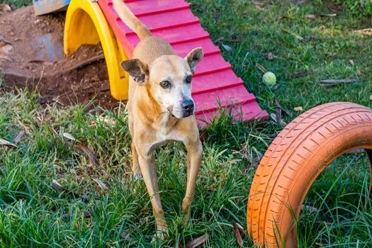 Amor de Pet: Cosap promove evento para adoção de cães e gatos neste sábado (7)