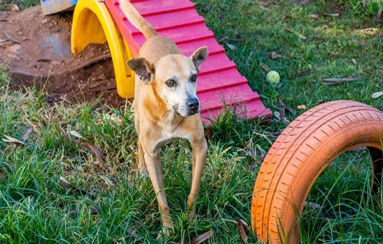 Amor de Pet: Cosap promove evento para adoção de cães e gatos neste sábado (7)