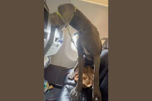 Homem compra 3 assentos para viajar com cão gigante em avião