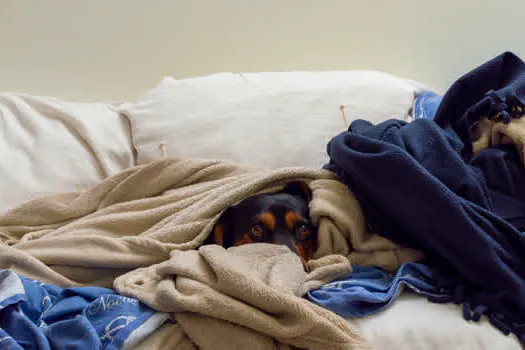 Cuidados com os pets nas comemorações de fim de ano