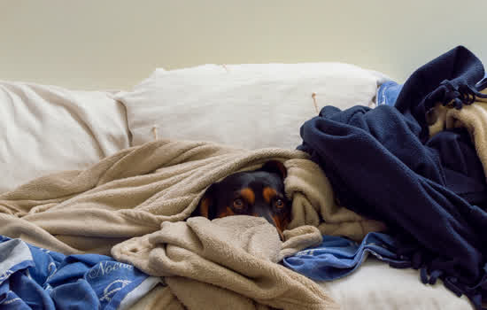 Cuidados com os pets nas comemorações de fim de ano