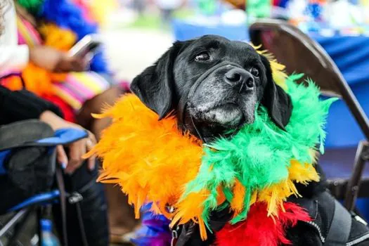 Carnaval: Devo levar meu cachorro para a folia?