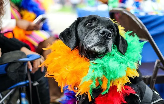 Carnaval: Devo levar meu cachorro para a folia?