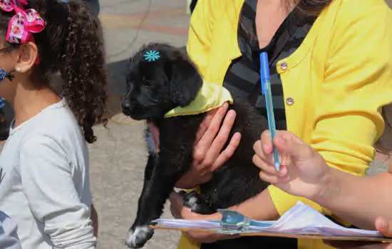 Ribeirão Pires inicia castração gratuita de cães e gatos