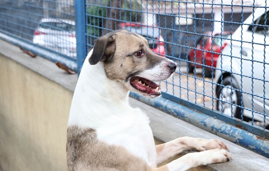 Cães e gatos podem ter vírus da covid-19